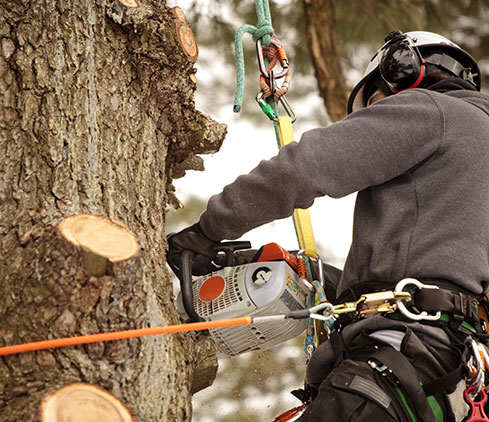 Wade Logging employee cutting a tree down