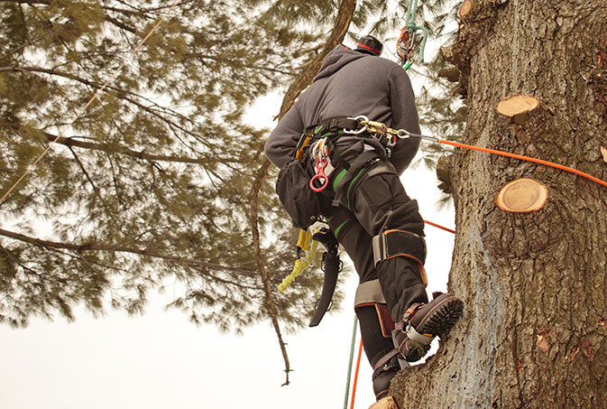 Wade Logging employee trimming a tree